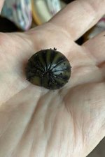 Pillipede 2 291122 lores.jpg