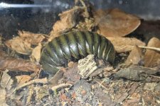 Pillipede 291122 lores.jpg