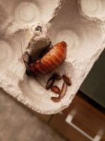 hisser3 (122).jpg hisser3 (122).jpg