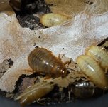 Macro 1st and 2nd instars.jpg