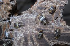 White Stripe Spiky Isopod.jpg