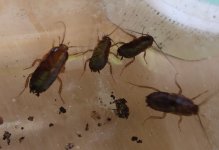 maybe water bug 1.jpg