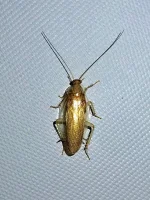 tiny-golden-cockroach.webp