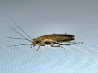 tiny-golden-cockroach-v0-2.webp