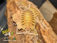Porcellio bolivari 2.jpg