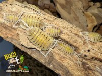 Porcellio bolivari 1.jpg