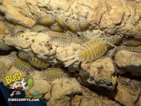 Porcellio bolivari 3.jpg