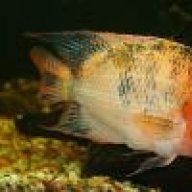 Mad About Cichlids