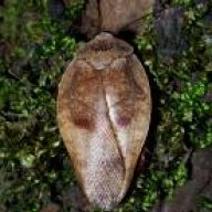 Roachsmith