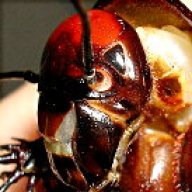 Allpet Roaches