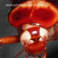 periplaneta