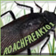 Roachfreak101