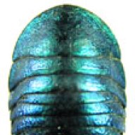 Yamai