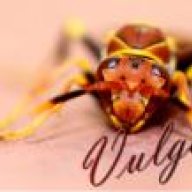 Vulgaris