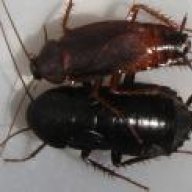 Roachman26