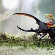 charzard