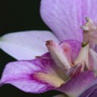 hymenopus