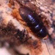 Taxonomyguy