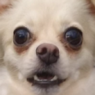 PuppyMintMocha