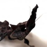 MrGhostMantis