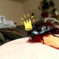 Pikango