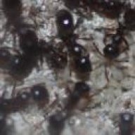 Aphaenogaster