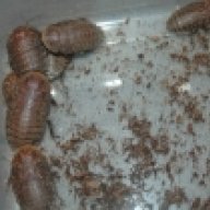 RoachyPissyHisser