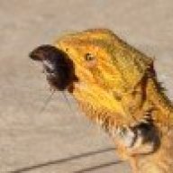 GoldCoastRoaches