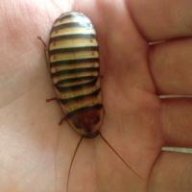 Tenevanica