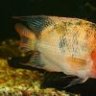 Mad About Cichlids