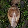 Roachsmith