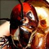 Allpet Roaches