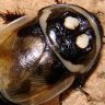 Roaches