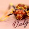 Vulgaris