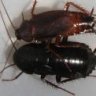 Roachman26