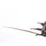 fangsalot