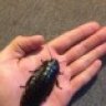 UncommonRoachBoy