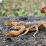 blatteoscorpion