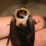 Blaberus Craniifer