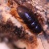 Taxonomyguy