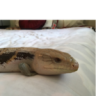 Chimera