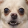 PuppyMintMocha