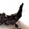 MrGhostMantis