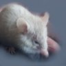 Ghost Mouse