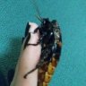LittleBandi