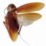 BlattodeaKW