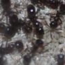 Aphaenogaster