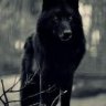 The Wolven