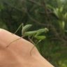 Chinese insect fans