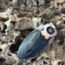Blaberidae